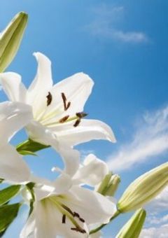 あの花が咲く丘で、君とまた出会えたら。