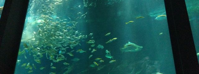 白菊さんの壁紙画像