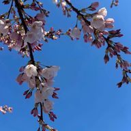 Mizuki2432さんのアイコン画像