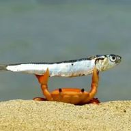 あぽろ🦀🦞🦐さんのアイコン画像