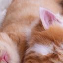 サクサク佐久間