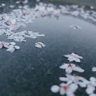 Ruiさんのアイコン画像