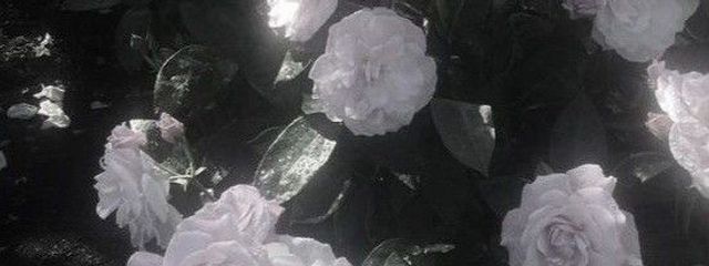 ＤＥＡ  。  （ お友達欲しい ）さんの壁紙画像