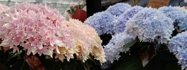 ゆでたまご(* >ω<)@現在低浮上ですさんの壁紙画像