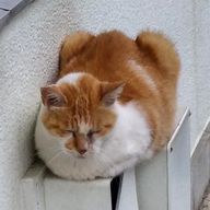 合格さんのアイコン画像