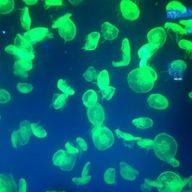 レノアさんのアイコン画像