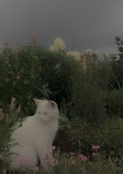 .𝖻𝗋𝖽𝗀 𝖲＋𝖬