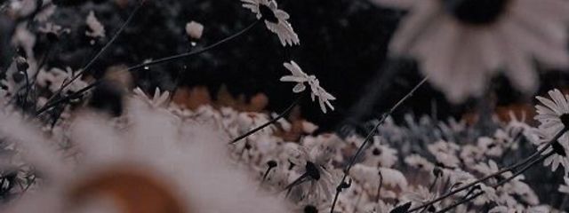 𝟢𝗇𝖾𝟣さんの壁紙画像