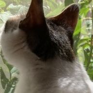 こうめさんのアイコン画像