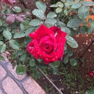 🌹🌹🌹さんのアイコン画像