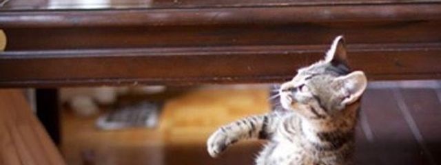 猫愛好家さんの壁紙画像