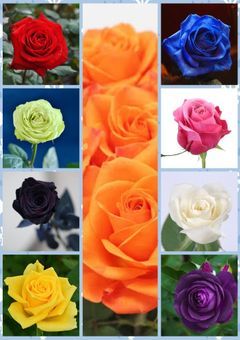 ⛄️の姫は愛されまくり