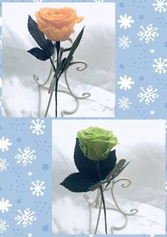 ⛄️の姫は💚🧡です