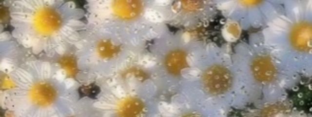 miab💚🖤💜🧡さんの壁紙画像