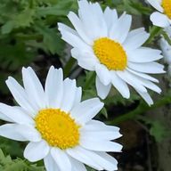 さくらんぼ🍒さんのアイコン画像