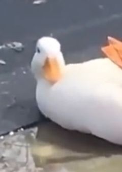 祝 ！ 2 周 年 ！