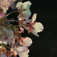 夕絵さんのアイコン画像