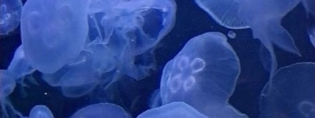 海月さんの壁紙画像