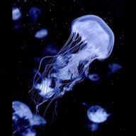 海月さんのアイコン画像