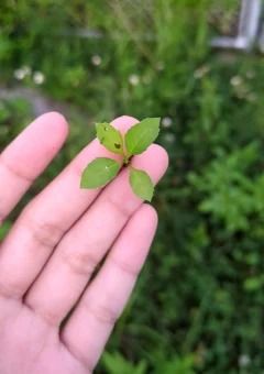 とんかつのお部屋！