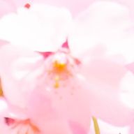 サクラサク🌸さんのアイコン画像