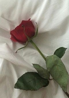 ✩𝓜𝓮
