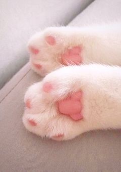 死んだら推しの飼いネコになった【桃】