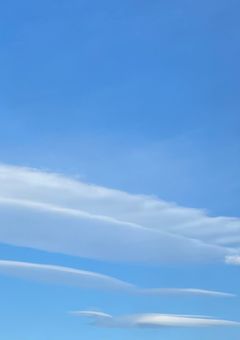 嘘つき猫は素性を隠す