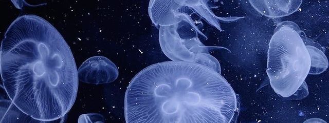 M.D.O　🪼@気分投稿さんの壁紙画像