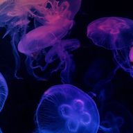 M.D.O　🪼@気分投稿さんのアイコン画像