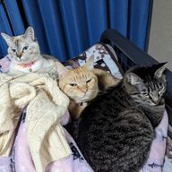 れおさんのアイコン画像