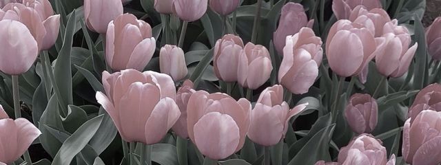 hakumu𝜗𝜚˚⋆さんの壁紙画像