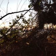 ayumi🌱🫧✨ 🎧️☁️🫧  🧩☁️🐼  🔹さんのアイコン画像