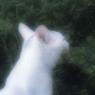 しさんのアイコン画像