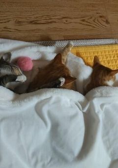 自己紹介＆質問部屋