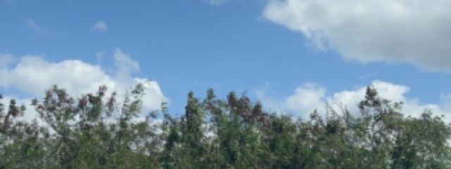 咲桜さんの壁紙画像