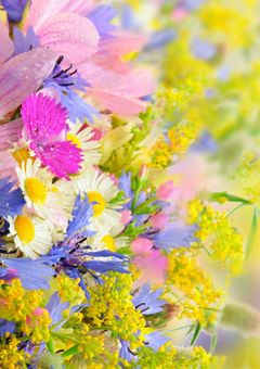 フラペチーノの部屋。(雑談&新作相談&お知らせなど)