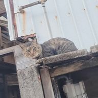 姶良ｱｲﾗ(フォロバしてます。)さんのアイコン画像