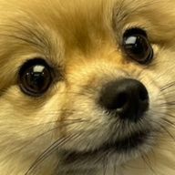 なよんぺんのももさんのアイコン画像