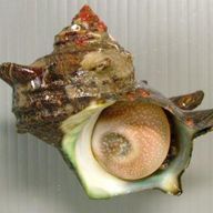 全国帰宅部選手権準優勝サザエさんのアイコン画像