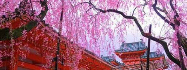 🌸Jun🌸さんの壁紙画像