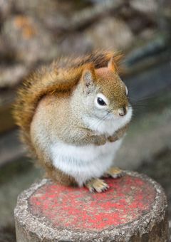 一応殺し屋なんですけど…?