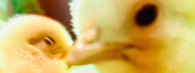 海鮮のうにさんの壁紙画像