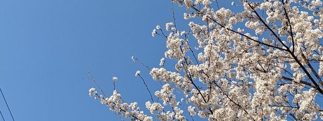 早乙女さんの壁紙画像