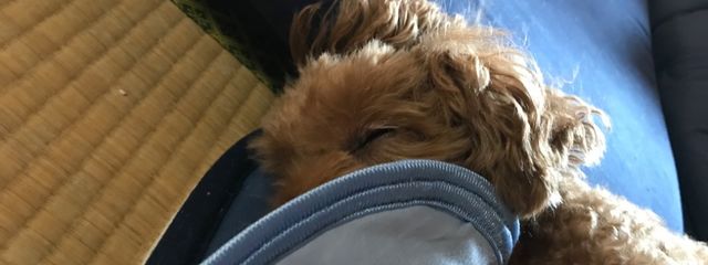 ふうすけさんの壁紙画像