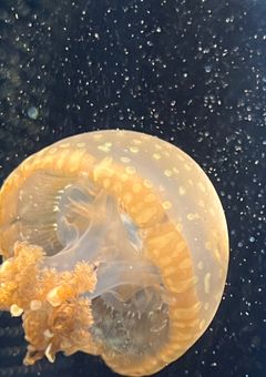 ヌナの弟は家政夫さん