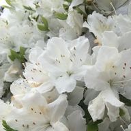 雪月花さんのアイコン画像
