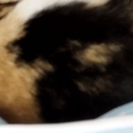 苺猫さんのアイコン画像