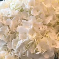 Ｖdaysさんのアイコン画像