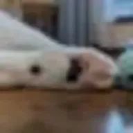 Aeoさんのアイコン画像